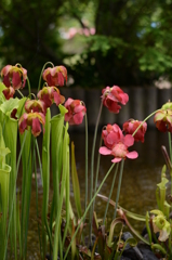 薔薇が咲いた 009