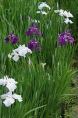 菖蒲　寺が池 038