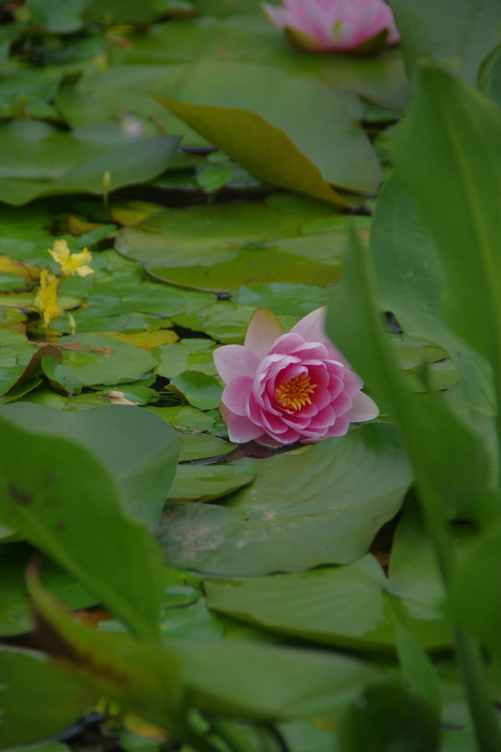 IMGP0730