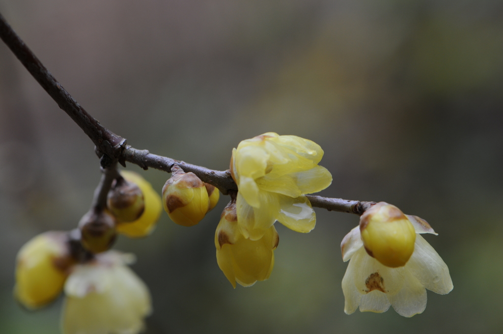 蝋梅　2015　12　23 079