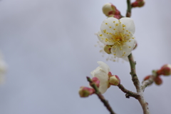 IMGP0137