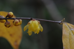 蝋梅　2015　12　23 018