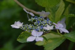 IMGP0832