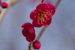 IMGP0650