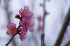 IMGP0283
