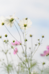 加賀田　秋　2012 018