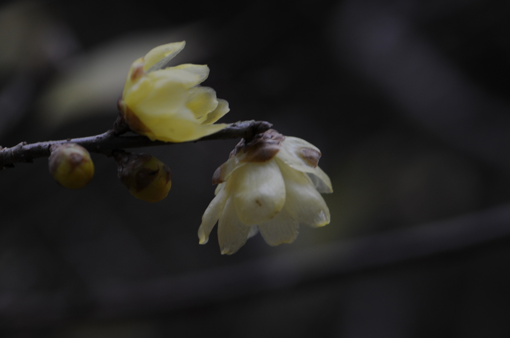 蝋梅　2015　12　23 049