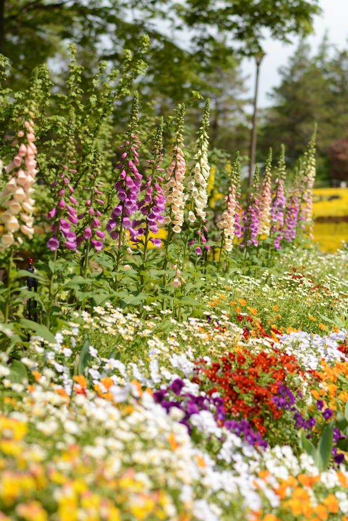 薔薇が咲いた 006