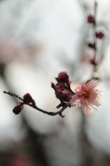 梅ちゃん先生 015