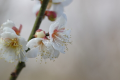 IMGP0243