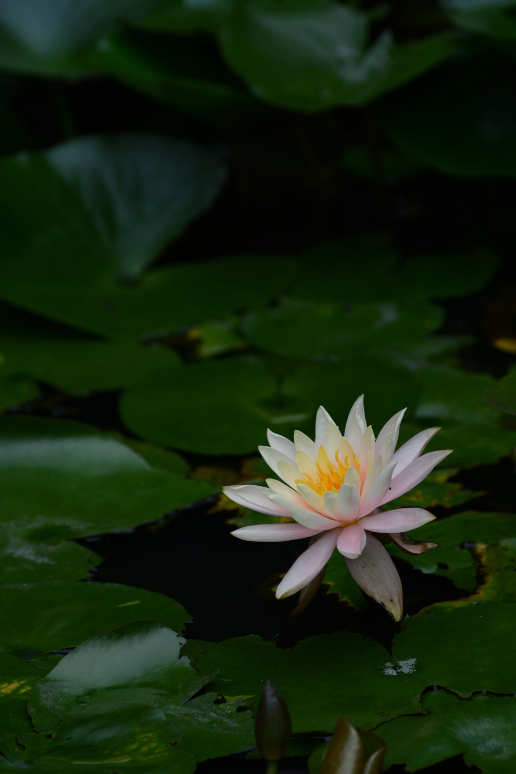 DSC_1731