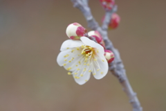 IMGP0622