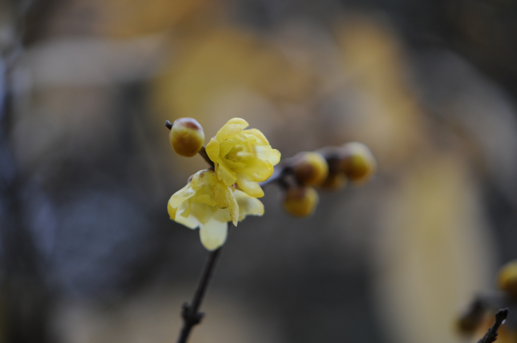 蝋梅　2015　12　23 001