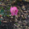 DSC_0912
