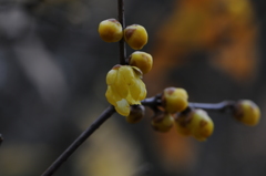 蝋梅　2015　12　23 006