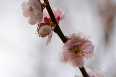 観心寺　うめ 042