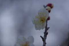 IMGP0642