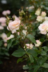 薔薇が咲いた 072 薔薇が咲いた 072