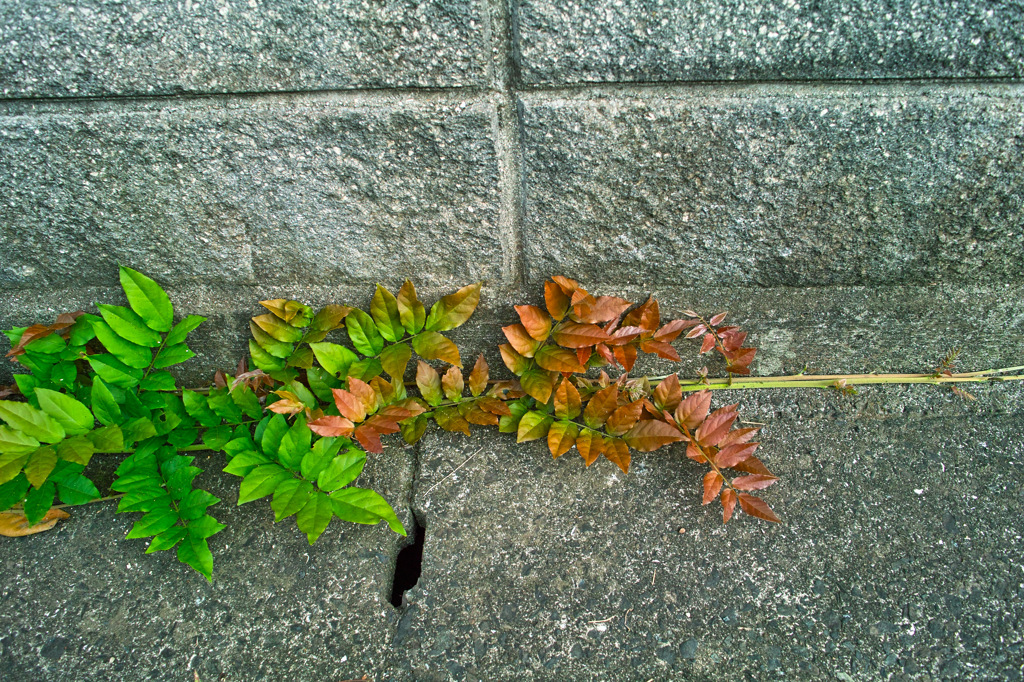こんな所にも秋