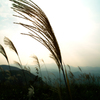 ススキ