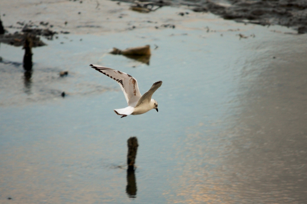 Saunders Gull