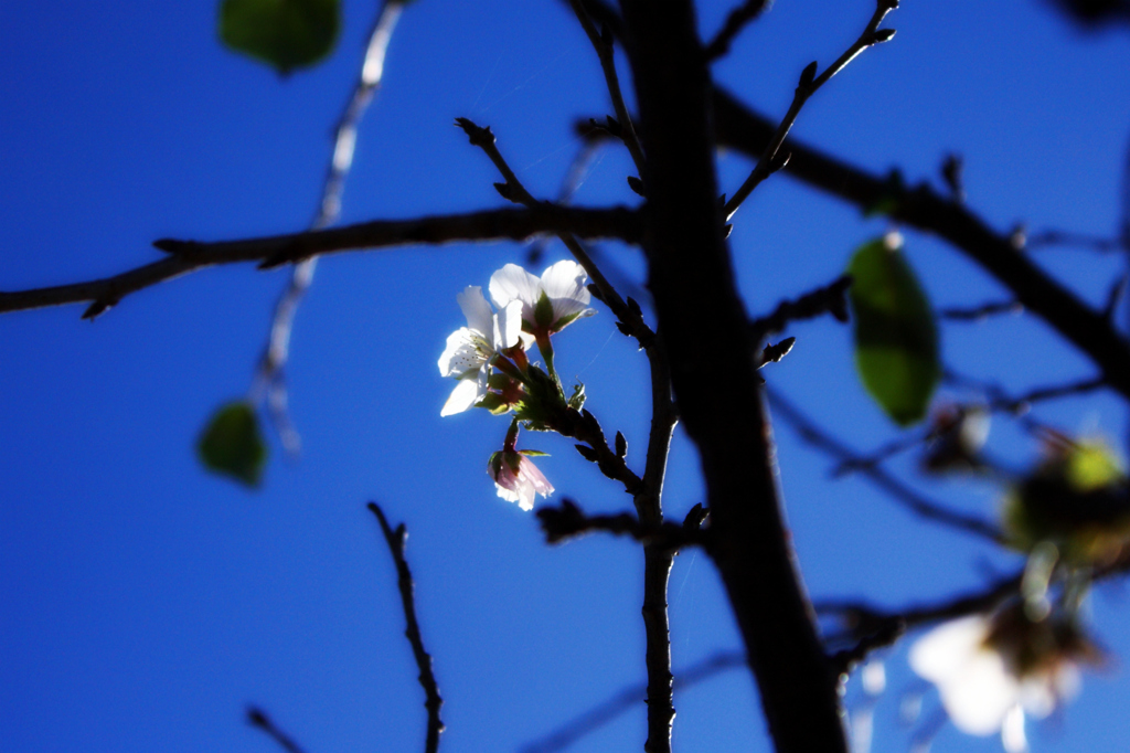 気の早い桜