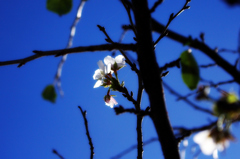 気の早い桜