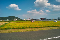 稲刈り