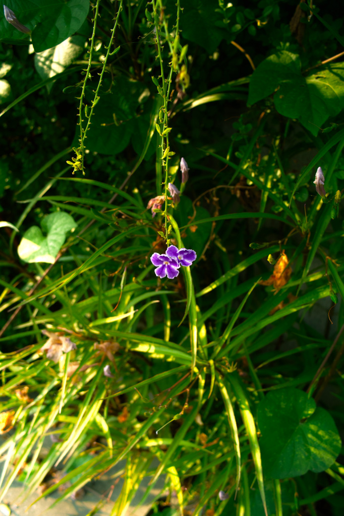 道端の小さな花