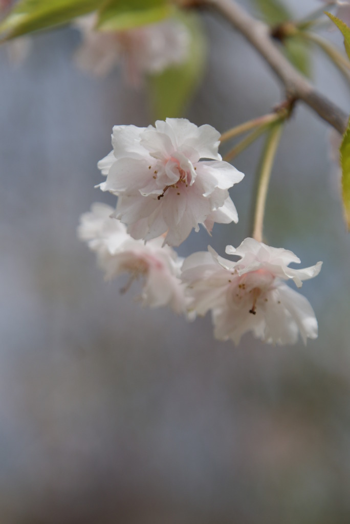 わすれ桜