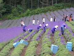 ファーム富田・収穫