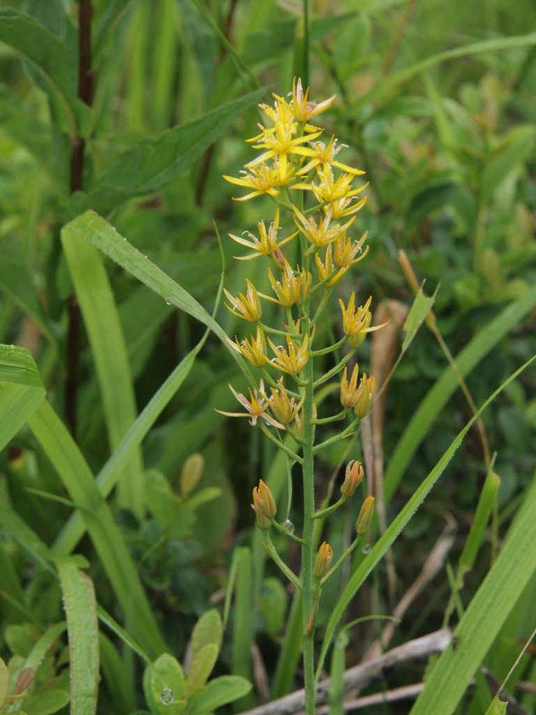 湿原・キンコウカ