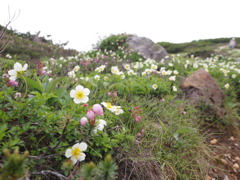 旭岳・天空の花畑