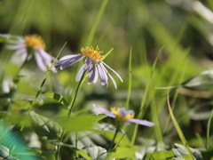 蕊の先に注目！