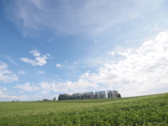 美瑛・うねる大地と並木のある風景