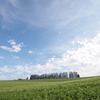 美瑛・うねる大地と並木のある風景
