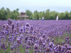 ラベンダーの庭