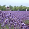 ラベンダーの庭