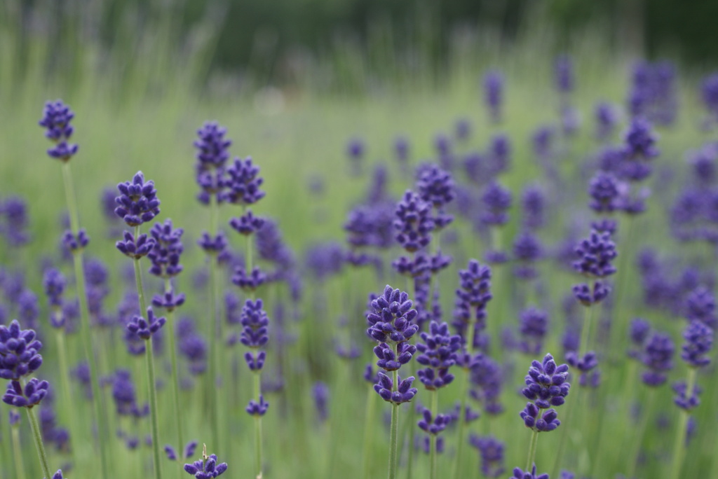 ラベンダー“こいむらさき”