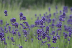 ラベンダー“こいむらさき”