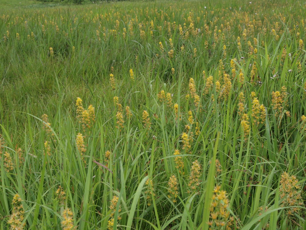 キンコウカ群生