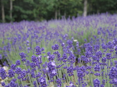 ラベンダーちらほら開花
