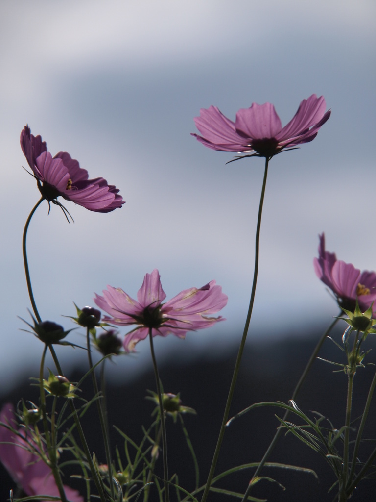 コスモス2013秋