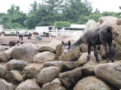 ブーツがお似合い