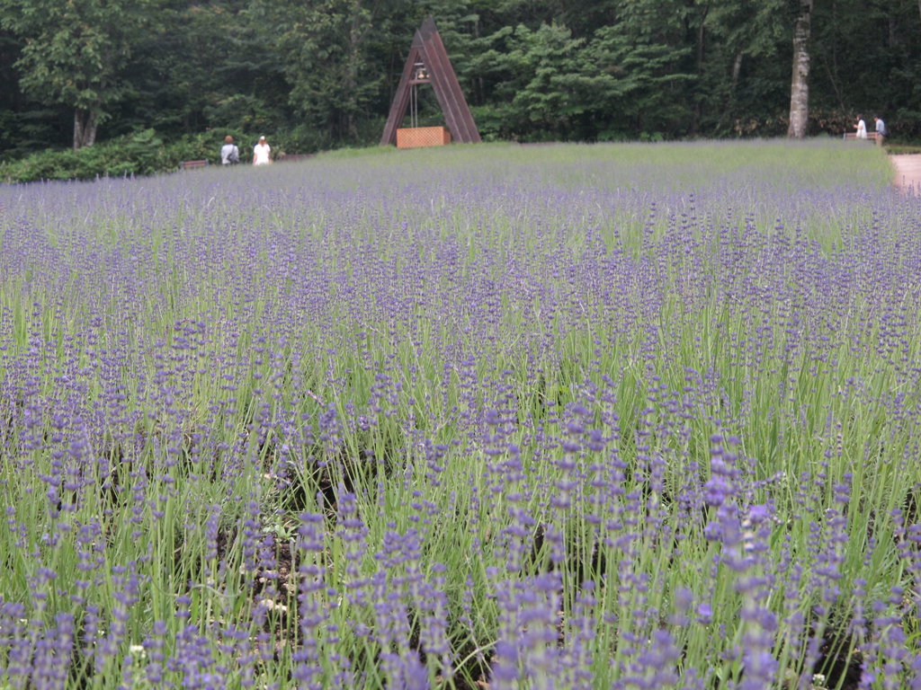 ラベンダー“おかむらさき”