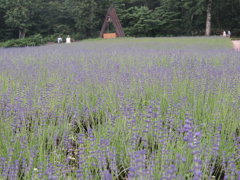 ラベンダー“おかむらさき”