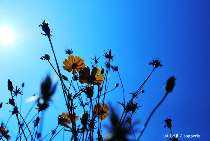 風の前に佇む花。