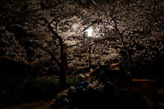 夜桜　終演