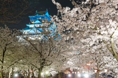夜宴　桜満開