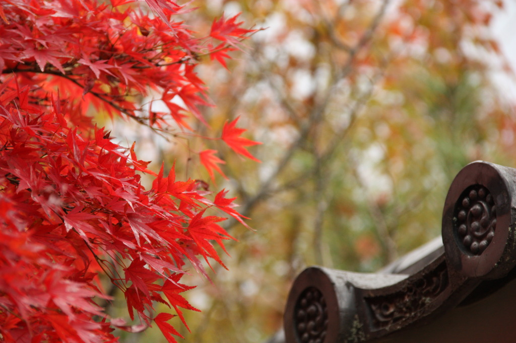 紅葉